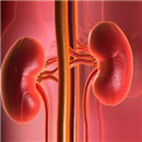 Nefroloji